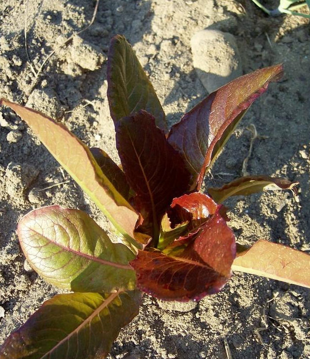 Lettuce, Leaf - Cimmaron - St. Clare Heirloom Seeds