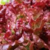 Lettuce, Loose Leaf - Flame - St. Clare Heirloom Seeds