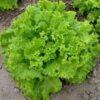 Lettuce, Loose Leaf - Grand Rapids TBR - St. Clare Heirloom Seeds