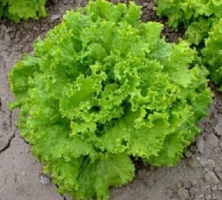 Lettuce, Loose Leaf - Grand Rapids TBR - St. Clare Heirloom Seeds