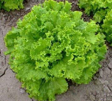 Lettuce, Loose Leaf - Grand Rapids TBR - St. Clare Heirloom Seeds