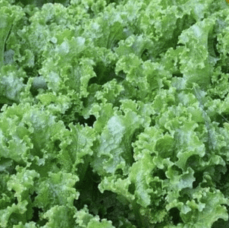 Lettuce, Loose Leaf - Green Ice - St. Clare Heirloom Seeds
