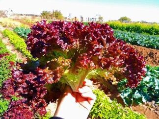 Lettuce, Loose Leaf - Lolla Rosa - St. Clare Heirloom Seeds