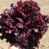 Lettuce, Loose Leaf - Lolla Rosa Dark - St. Clare Heirloom Seeds