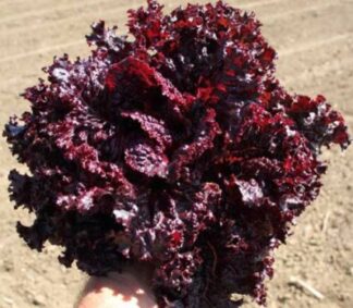 Lettuce, Loose Leaf - Lolla Rosa Dark - St. Clare Heirloom Seeds