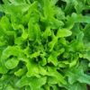 Lettuce, Loose Leaf - Oakleaf - St. Clare Heirloom Seeds