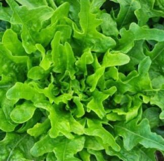 Lettuce, Loose Leaf - Oakleaf - St. Clare Heirloom Seeds