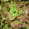 Lettuce, Loose Leaf - Prizehead - St. Clare Heirloom Seeds