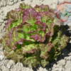 Lettuce, Loose Leaf - Prizehead - St. Clare Heirloom Seeds