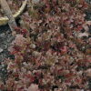 Lettuce, Loose Leaf - Red Salad Bowl - St. Clare Heirloom Seeds