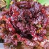 Lettuce, Loose Leaf - Ruby Red - St. Clare Heirloom Seeds