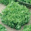 Lettuce, Loose Leaf - Salad Bowl - St. Clare Heirloom Seeds