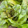 Lettuce, Romaine - Freckles - St. Clare Heirloom Seeds
