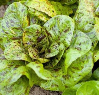 Lettuce, Romaine - Freckles - St. Clare Heirloom Seeds
