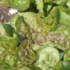 Lettuce, Romaine - Freckles - St. Clare Heirloom Seeds