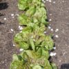 Lettuce, Romaine - Freckles - St. Clare Heirloom Seeds