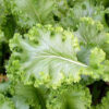 Mustard - Giant Southern Curled - St. Clare Heirloom Seeds