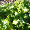Mustard - Giant Southern Curled - St. Clare Heirloom Seeds