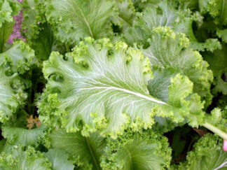 Mustard - Giant Southern Curled - St. Clare Heirloom Seeds