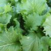 Mustard Greens - Green Wave - St. Clare Heirloom Seeds