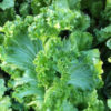 Mustard Greens - Green Wave - St. Clare Heirloom Seeds