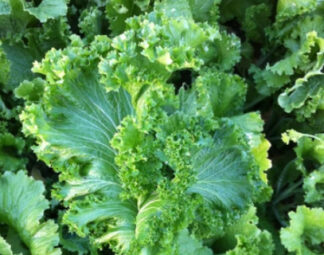 Mustard Greens - Green Wave - St. Clare Heirloom Seeds