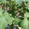 Clemson Spineless 80 Okra - St. Clare Heirloom Seeds