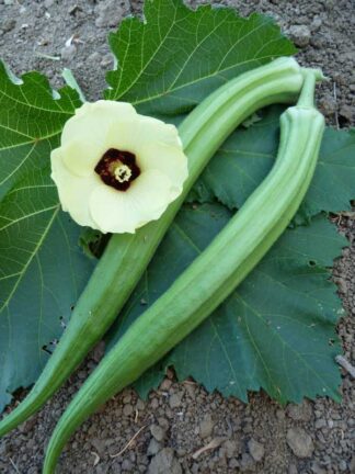 Okra- Dwarf Long Green Pod - St. Clare Heirloom Seeds