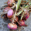 Onion - Red Grano - St. Clare Heirloom Seeds