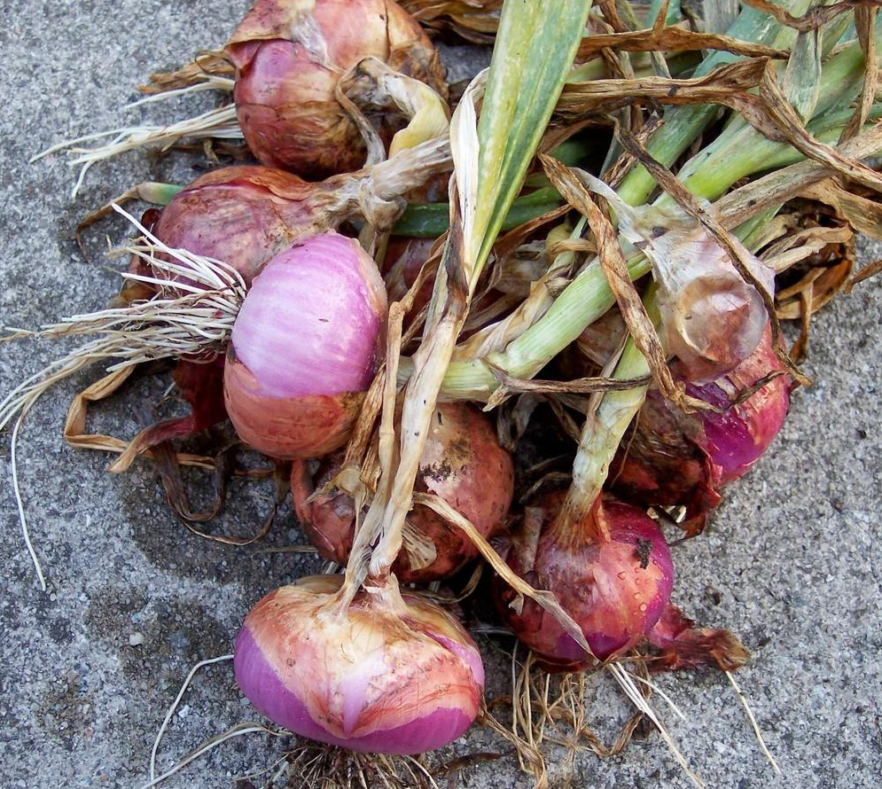 Onion - Red Grano - St. Clare Heirloom Seeds