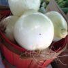 Onion - White Sweet Spanish - St. Clare Heirloom Seeds