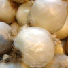 Onion - White Sweet Spanish - St. Clare Heirloom Seeds