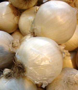 Onion - White Sweet Spanish - St. Clare Heirloom Seeds