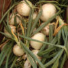 Onion - White Sweet Spanish - St. Clare Heirloom Seeds