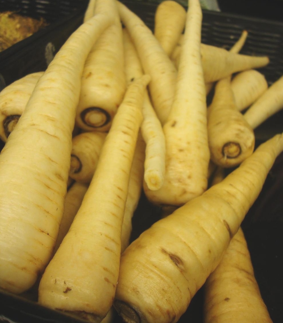Parsnip - Harris Model- St. Clare Heirloom Seeds