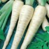 Parsnip - Hollow Crown Improved - St. Clare Heirloom Seeds