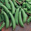 Pea, Edible Pod, Snap - Cascadia - St. Clare Heirloom Seeds
