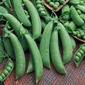 Pea, Edible Pod, Snap - Cascadia - St. Clare Heirloom Seeds