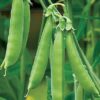 Pea, Edible Pod, Snap - Sugar Ann Pea - St. Clare Heirloom Seeds
