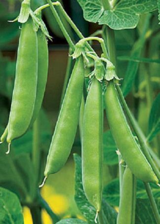 Pea, Edible Pod, Snap - Sugar Ann Pea - St. Clare Heirloom Seeds