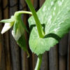 Sugar Snap Pea - St. Clare Heirloom Seeds