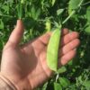 Mammoth Melting Sugar Snow Pea - St. Clare Heirloom Seeds
