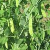 Mammoth Melting Sugar Pea - St. Clare Heirloom Seeds