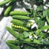 Pea, Shelling, English Pea - Early Frosty - St. Clare Heirloom Seeds