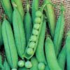 Pea, Shelling, English Pea - Lincoln - St. Clare Heirloom Seeds