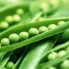Pea, Shelling, English Pea - Spring - St. Clare Heirloom Seeds