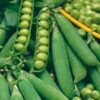 Pea, Shelling, English Pea - Spring - St. Clare Heirloom Seeds