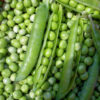 Pea - Maestro - St. Clare Heirloom Seeds