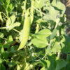Pea - Maestro - St. Clare Heirloom Seeds