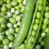 Pea - Maestro - St. Clare Heirloom Seeds